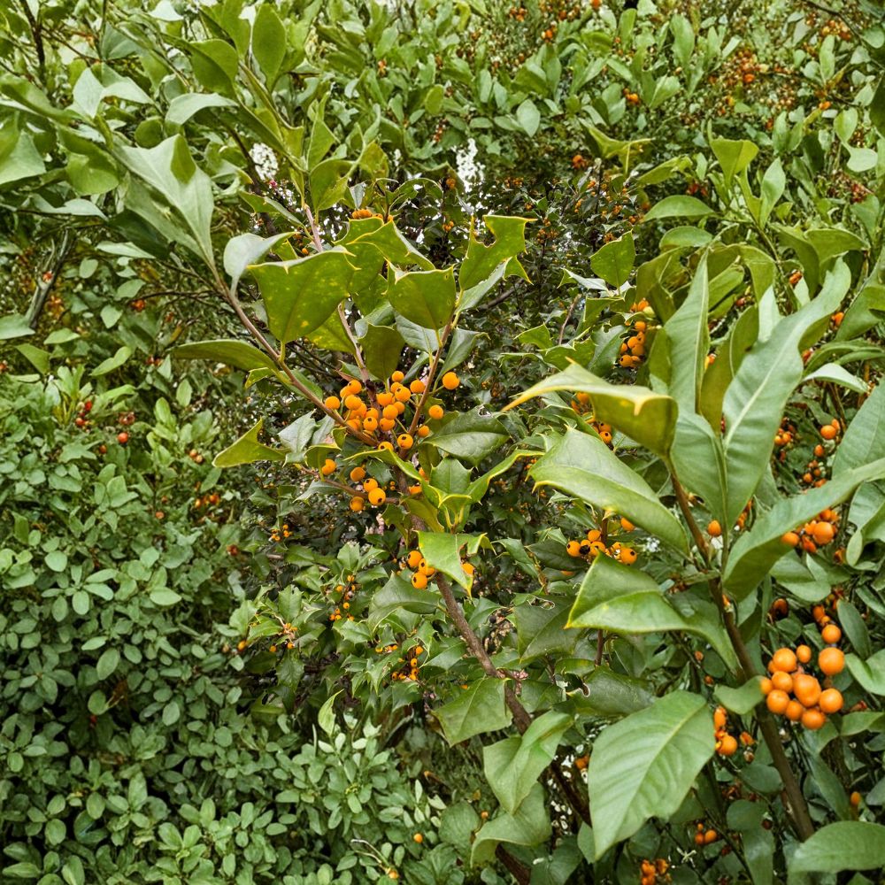Goldie American Holly – Live Yellow Berry Evergreen Tree | Quart Pot Plant | Ilex opaca 'Goldie' | Native Holly
