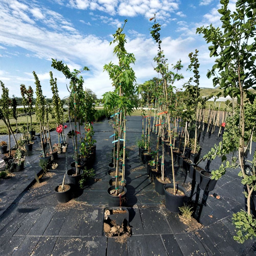 Fairview Flame Maple Tree – 4–6 Ft Tall Live Tree | Fast Growing Shade Tree | Brilliant Red Fall Color | Hardy Landscape Tree | Includes Rooted Live Plant