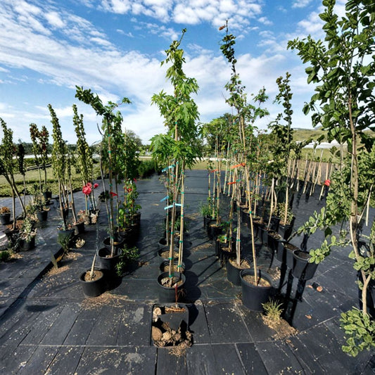 Fairview Flame Maple Tree – 4–6 Ft Tall Live Tree | Fast Growing Shade Tree | Brilliant Red Fall Color | Hardy Landscape Tree | Includes Rooted Live Plant