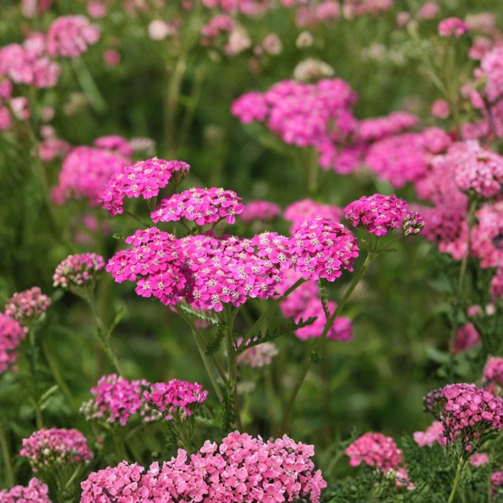 Yarrow 'Cerise Queen' – Achillea millefolium Live Starter Plant | 2.5 Inch Nursery Pot | Deep Pink Perennial | Deer Resistant | Easy to Grow