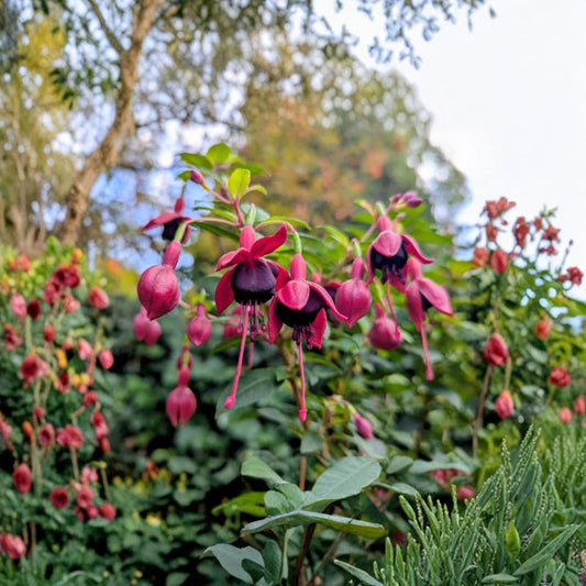Black Fuchsia Plant – Live Fuchsia Hybrid | 5 Inch Pot | Dark Pendulous Flowers | Flowering Ornamental | Patio Container Plant | Shade Garden