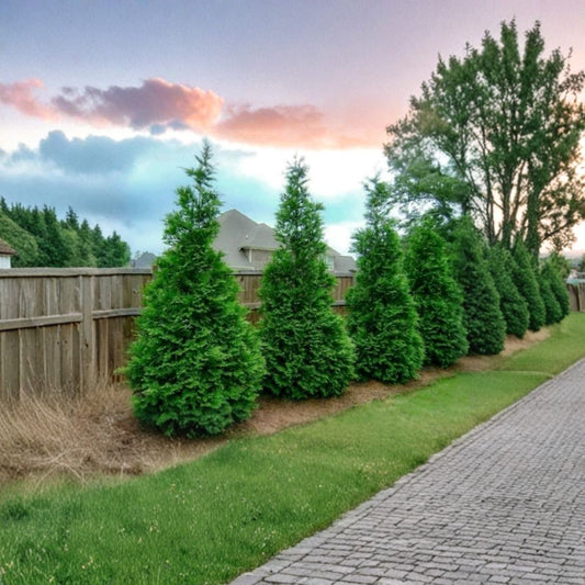 Murray Cypress Tree – Live Cupressus × leylandii ‘Murray’ | 6–12 Inch Evergreen Starter | 2.5 Inch Pot | Fast Growing Privacy Tree | Garden Hedge Plant