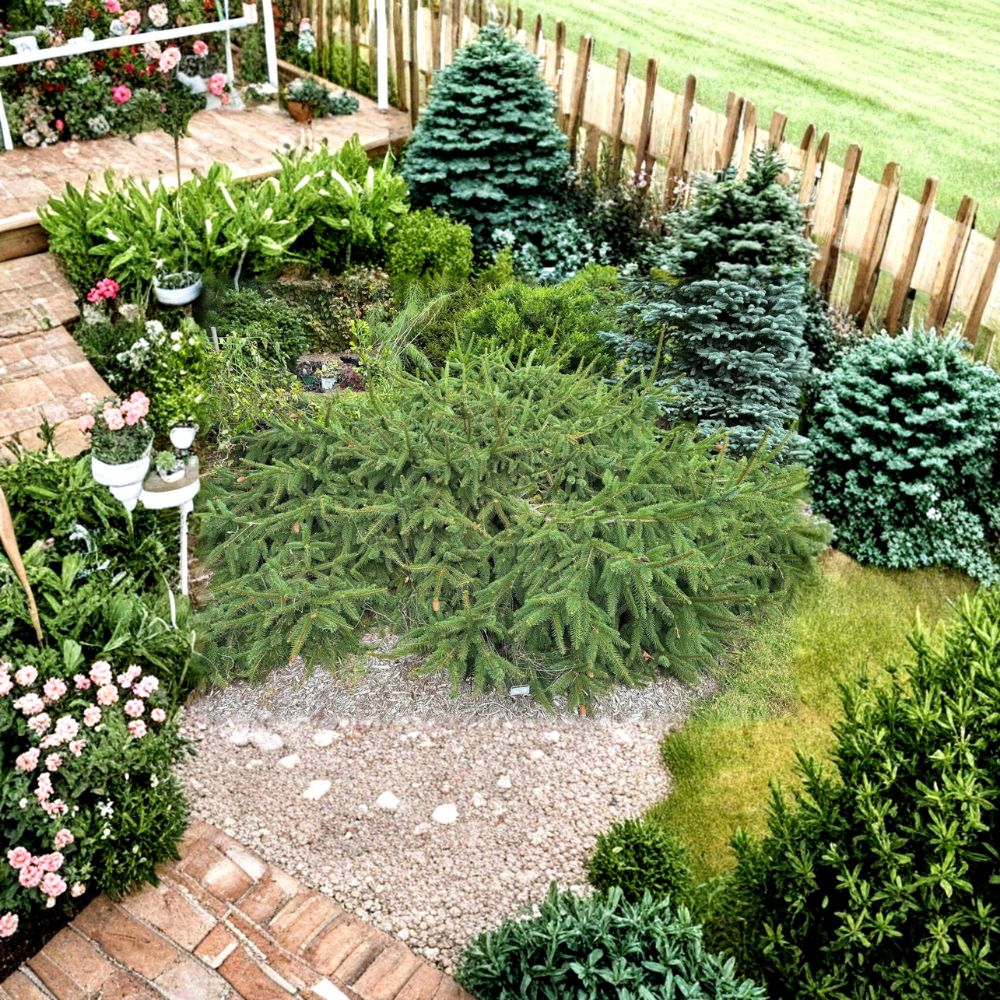 Acrocona Norway Spruce – Live Evergreen Conifer | 12 Inch Tall Plant | 1 Gallon Pot | Red Cone Spruce Tree