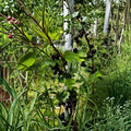 Black Currant – Ribes spp. Seeds | 25 Seeds | Alaska Proven Mixed Varieties | Fruit Garden & Homestead Friendly | Easy to Grow