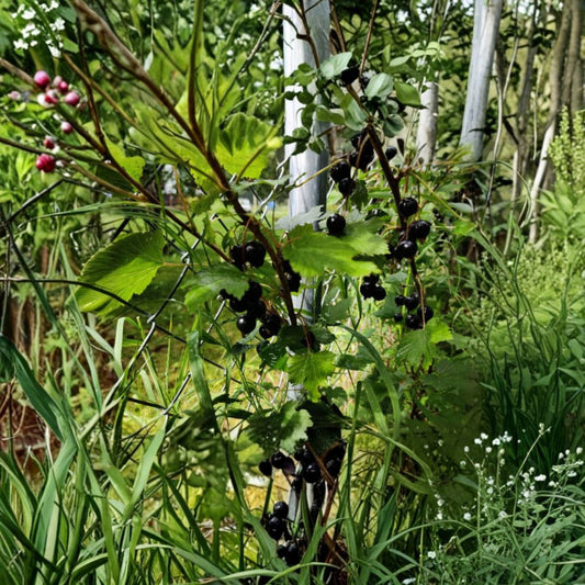 Black Currant – Ribes spp. Seeds | 25 Seeds | Alaska Proven Mixed Varieties | Fruit Garden & Homestead Friendly | Easy to Grow