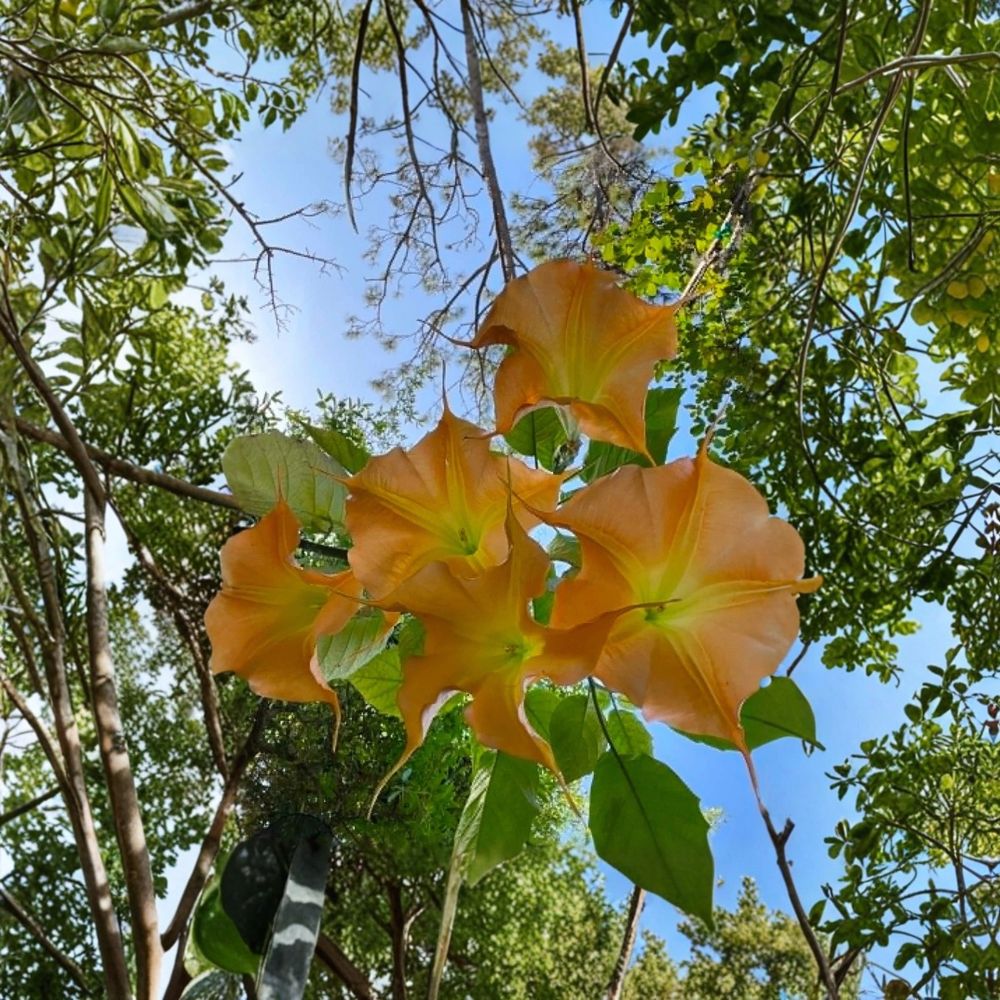 Brugmansia sp. Live Cutting – Angel’s Trumpet | Fresh Unrooted Cutting | 8+ Inches | Golden Yellow to Orange Flowers | Tropical Ornamental Plant | Collector Plant