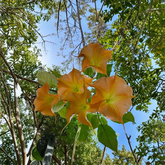 Brugmansia sp. Live Cutting – Angel’s Trumpet | Fresh Unrooted Cutting | 8+ Inches | Golden Yellow to Orange Flowers | Tropical Ornamental Plant | Collector Plant