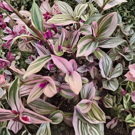Pink Tradescantia Nanouk Live Plants – 2 Pack | Pink Wandering Jew | Tradescantia Nanouk | 2 Inch Pots | Variegated Indoor Houseplant