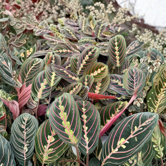 Prayer Plant – Maranta leuconeura Live Indoor Plant | 4-Inch Nursery Pot | Easy Care Houseplant | Bright Indirect Light | Pet Friendly