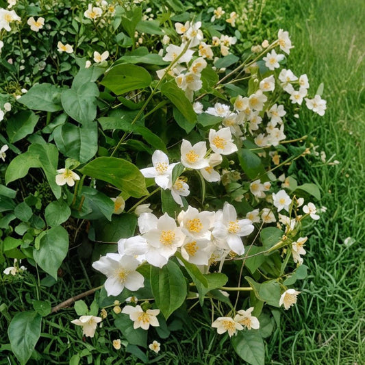 Mock Orange Green – Philadelphus Live Plant | Gallon Pot | Fragrant Flowering Shrub | Hardy Landscape Plant