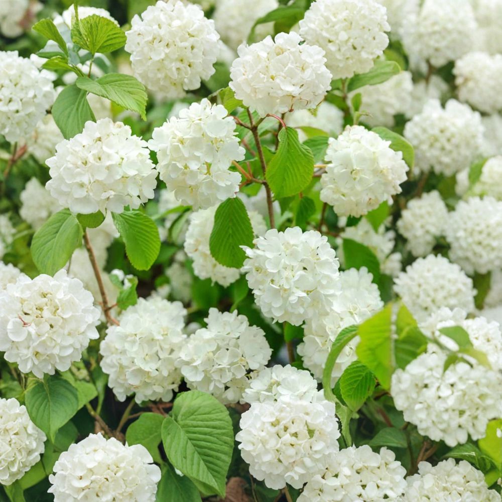 Popcorn Viburnum – Live Flowering Shrub | 4 Inch Pot Plant | Viburnum plicatum 'Popcorn' | Spring Blooming Landscape Shrub