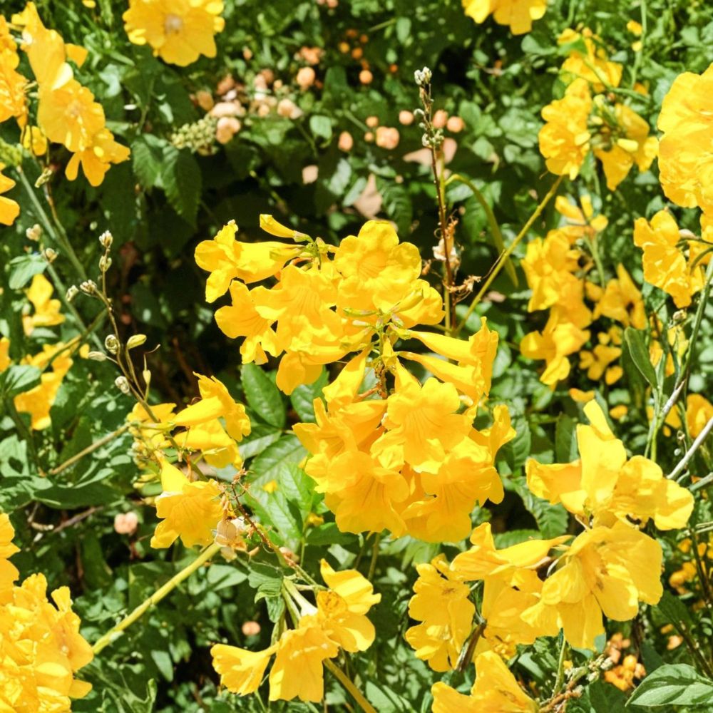 Yellow Bells Live Plants – 2 Tecoma stans Starters | 4–6 Inches Tall | Tropical Flowering Shrub | Bright Yellow Blooms | Root Ball | No Pot