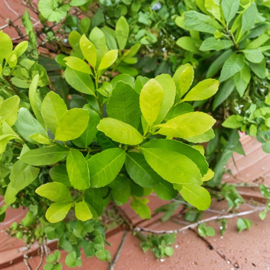 Yerba Mate – Ilex paraguariensis Live Starter Plants | Set of 2 | 4–6 Inches Tall | Evergreen Herbal Tea Plant | Ships Without Pot
