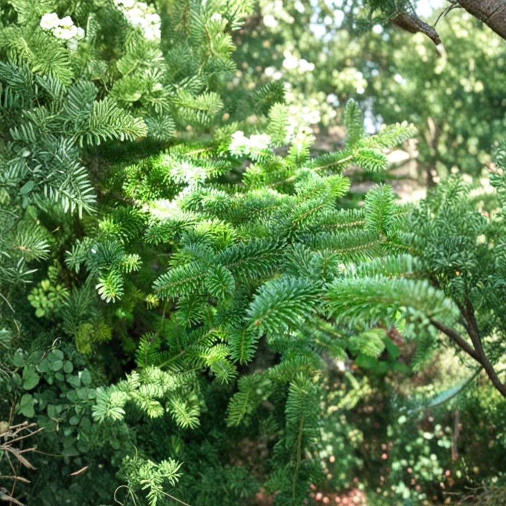Canaan Fir – Abies balsamea x 'Canaan' Live Plant | 4 Inch Pot | Hardy Evergreen Tree | Fraser Fir Alternative | Native Landscape Conifer