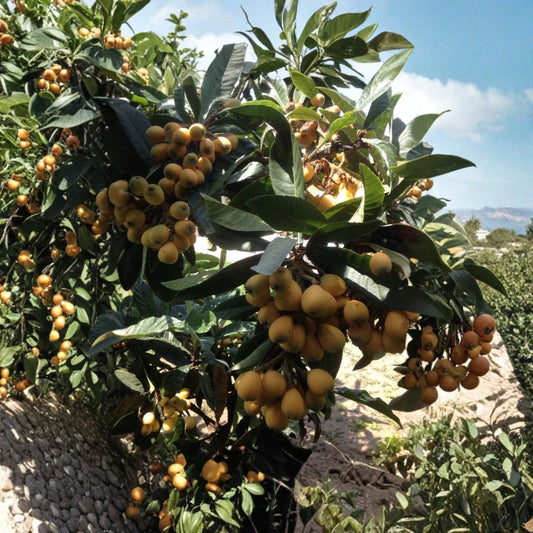 Loquat Tree Live Plant – 15” Sweet Japanese Loquat Fruit Tree | Live Tropical Fruit Tree | Ready to Plant | Ships Without Pot
