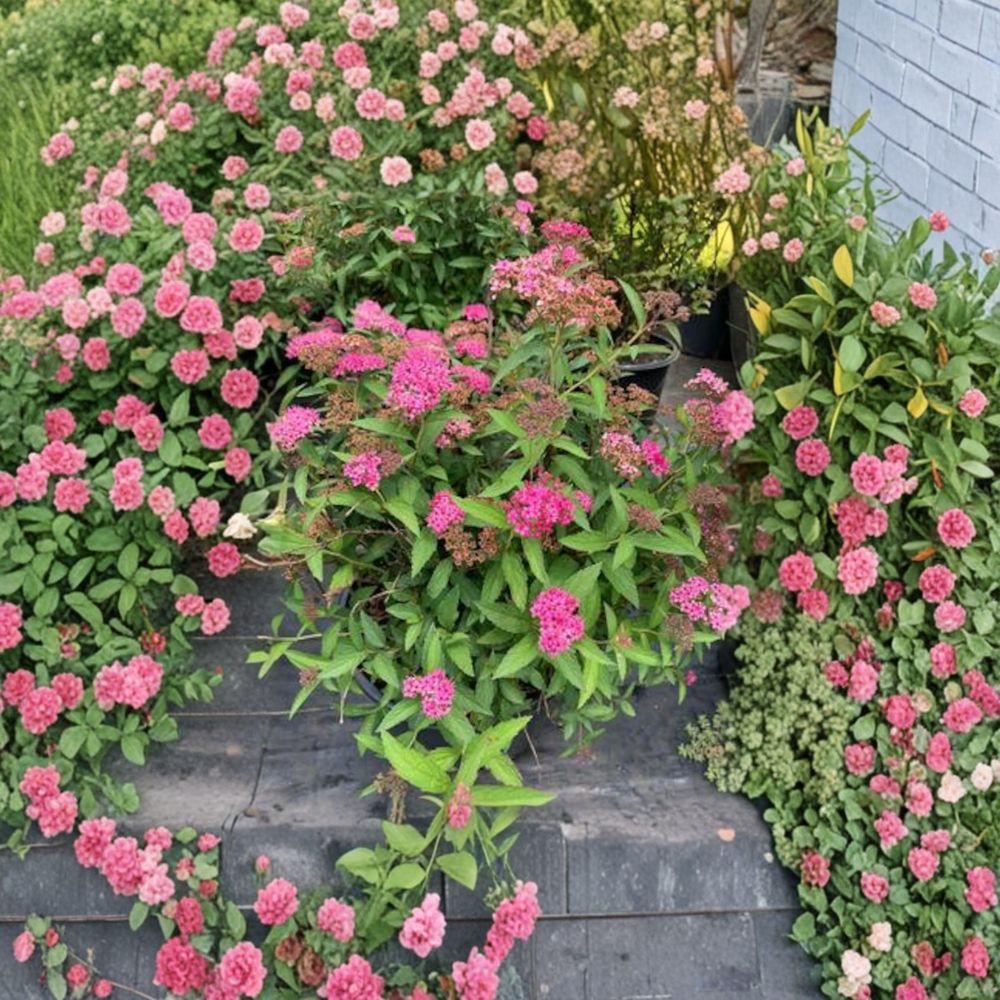 Neon Flash Spirea – Live Flowering Shrub | 4 Inch Pot Plant | Spiraea japonica | Bright Pink Red Summer Blooms