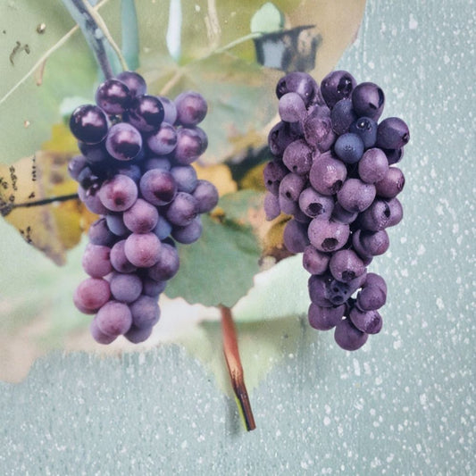 Champanel Grape Vine – 2 Gallon Live Plant | Sweet Red & Black Grapes | Fast Growing Climbing Fruit Vine | Vineyard & Backyard Garden Favorite | Includes Rooted Live Plant