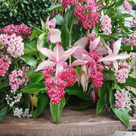 Royal Chandelier Medinilla Live Starter Plant – Medinilla magnifica | Rare Tropical Houseplant | Well Rooted | Ships in Pot | Exotic Flowering Plant