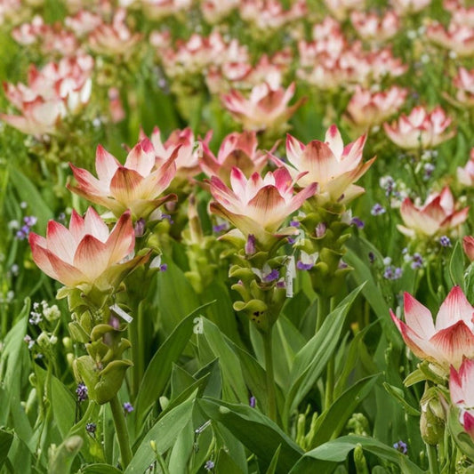 Curcuma Siam Solar Live Plant – Curcuma spp. | 4–6 Inches Tall | Tropical Flowering Ginger | No Pot | Ornamental Foliage Plant | Zones 9–11