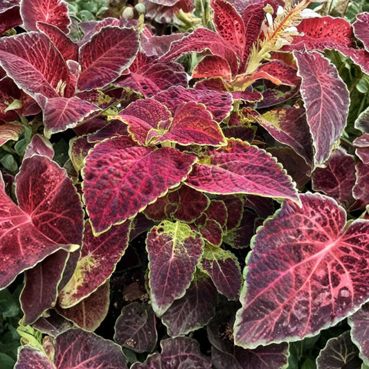 Dipt In Wine Coleus – Set of 3 Live Starter Plants | 3–6 Inches Tall | Colorful Foliage | Ships Without Pot