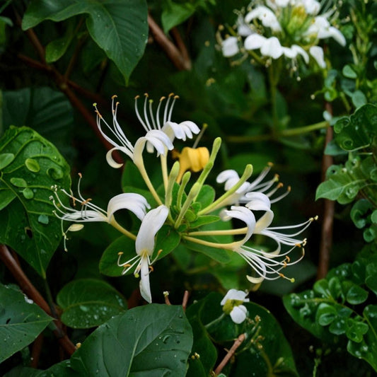 Fragrant White Honeysuckle Vine – Live Plant | 1–3 Feet Tall | Bare Root | White Fragrant Flowers | Climbing Flowering Vine | Garden & Trellis Plant