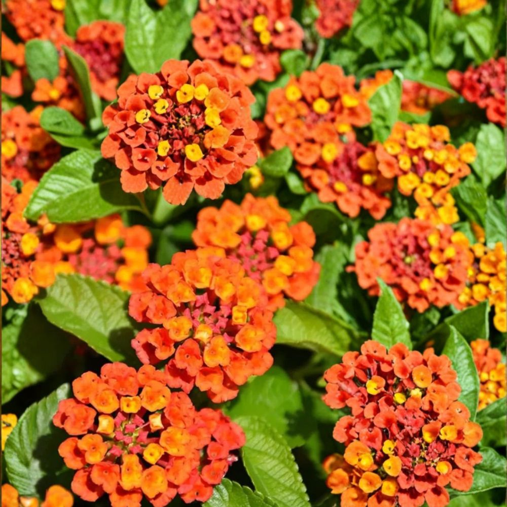 Orange Lantana Live Plant | 3–5 Inches Tall | Ships Bare Root (No Pot) | Bright Blooming Perennial | Butterfly & Hummingbird Friendly