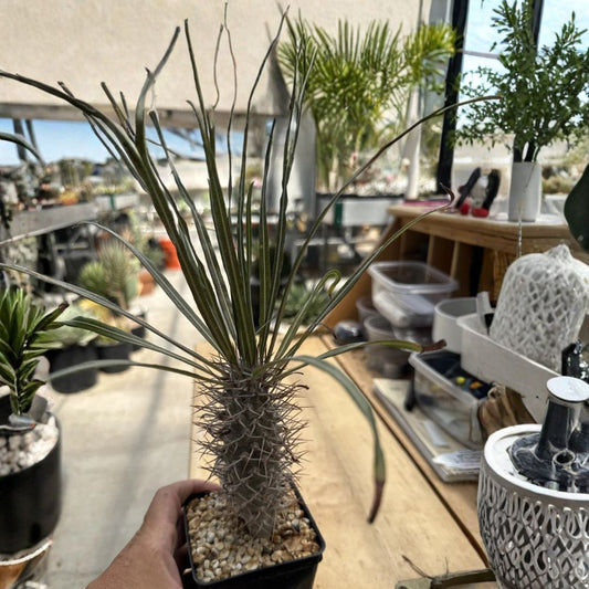 Pachypodium mikea Rare Succulent Live Plant – Seed Grown Madagascar Caudex Plant | Spiny Trunk | White Flowers | Bare Root