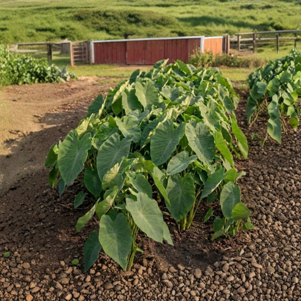 Dwarf Elephant Ear Live Starter Roots – Colocasia spp. | Set of 10 Rooted Corms | Compact Tropical Foliage | Patio & Garden Ready