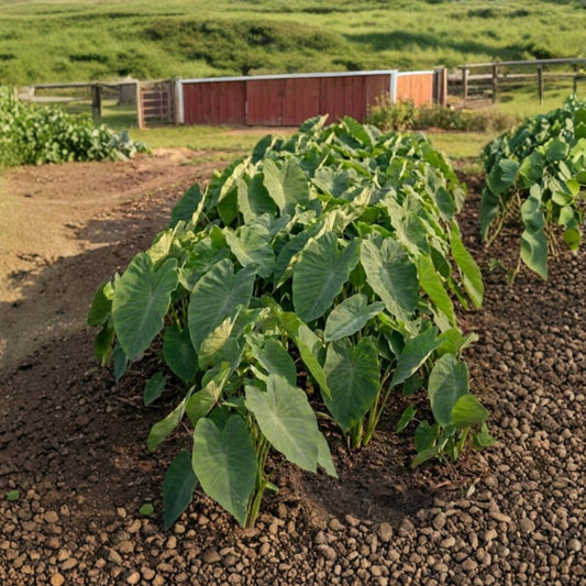 Dwarf Elephant Ear Live Starter Roots – Colocasia spp. | Set of 10 Rooted Corms | Compact Tropical Foliage | Patio & Garden Ready