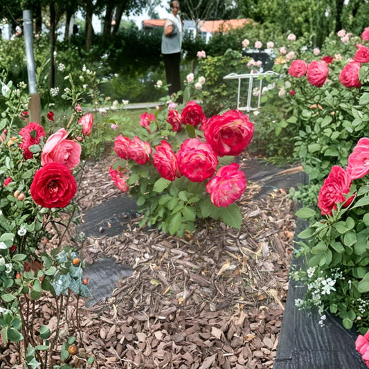 Rose Cherry Parfait – Jubilé du Prince de Monaco Live Rose Plant | Red & White Bicolor Blooms | Shrub Rose | Outdoor Flowering Plant | Garden Rose
