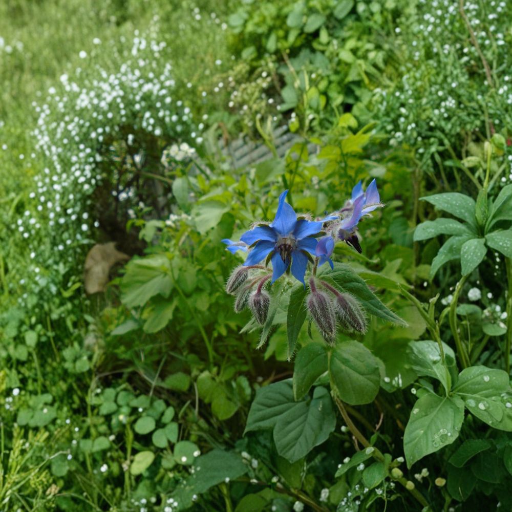 Borage – Borago officinalis Seeds | 25 Seeds | Pollinator-Friendly Herb | Garden & Container Friendly | Easy to Grow