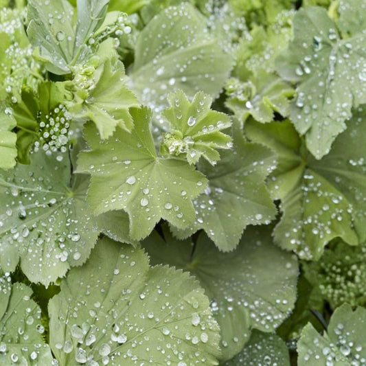 Alchemilla ‘Thriller’ Live Plant – Lady’s Mantle | 2–4 Inch Well-Rooted Plug | Chartreuse Blooms | Hardy Perennial | Cottage Garden Favorite