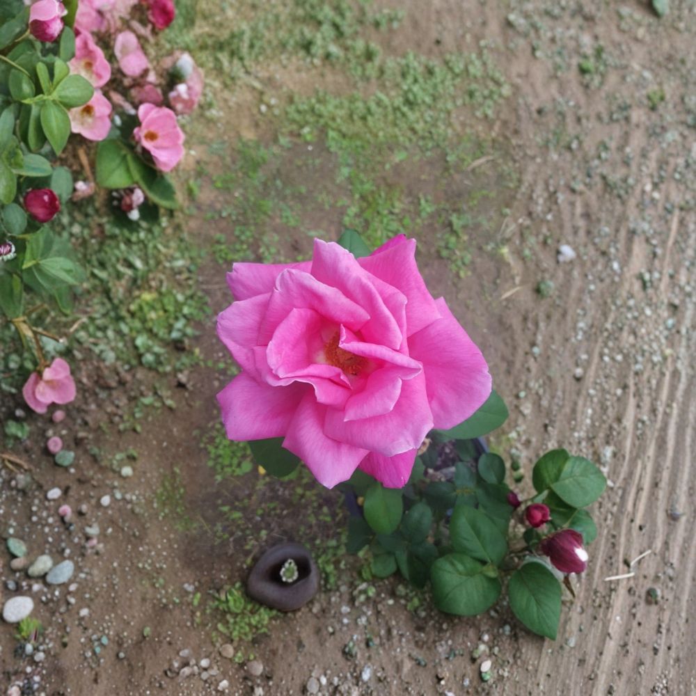 Perfume Delight Rose – Hybrid Tea Rose Live Plant | 2 Gallon Size | Fragrant Pink Blooms | Elegant Garden Rose | Full Sun Flowering Shrub