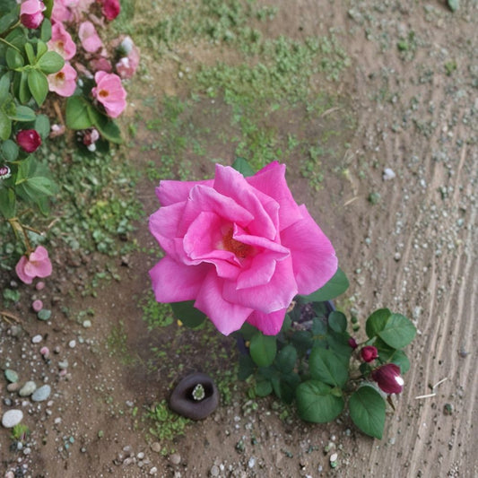 Perfume Delight Rose – Hybrid Tea Rose Live Plant | 2 Gallon Size | Fragrant Pink Blooms | Elegant Garden Rose | Full Sun Flowering Shrub