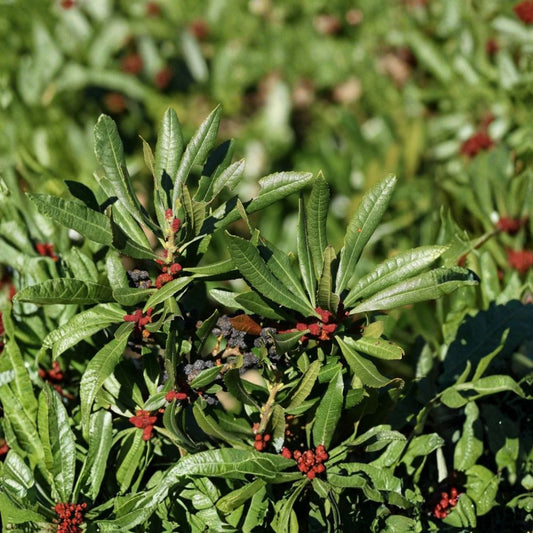 Wax Myrtle Live Plant – Small 3" Pot | Myrica cerifera | Evergreen Ornamental Shrub | Privacy Hedge Plant | Native Landscape Plant | Full Sun to Part Shade