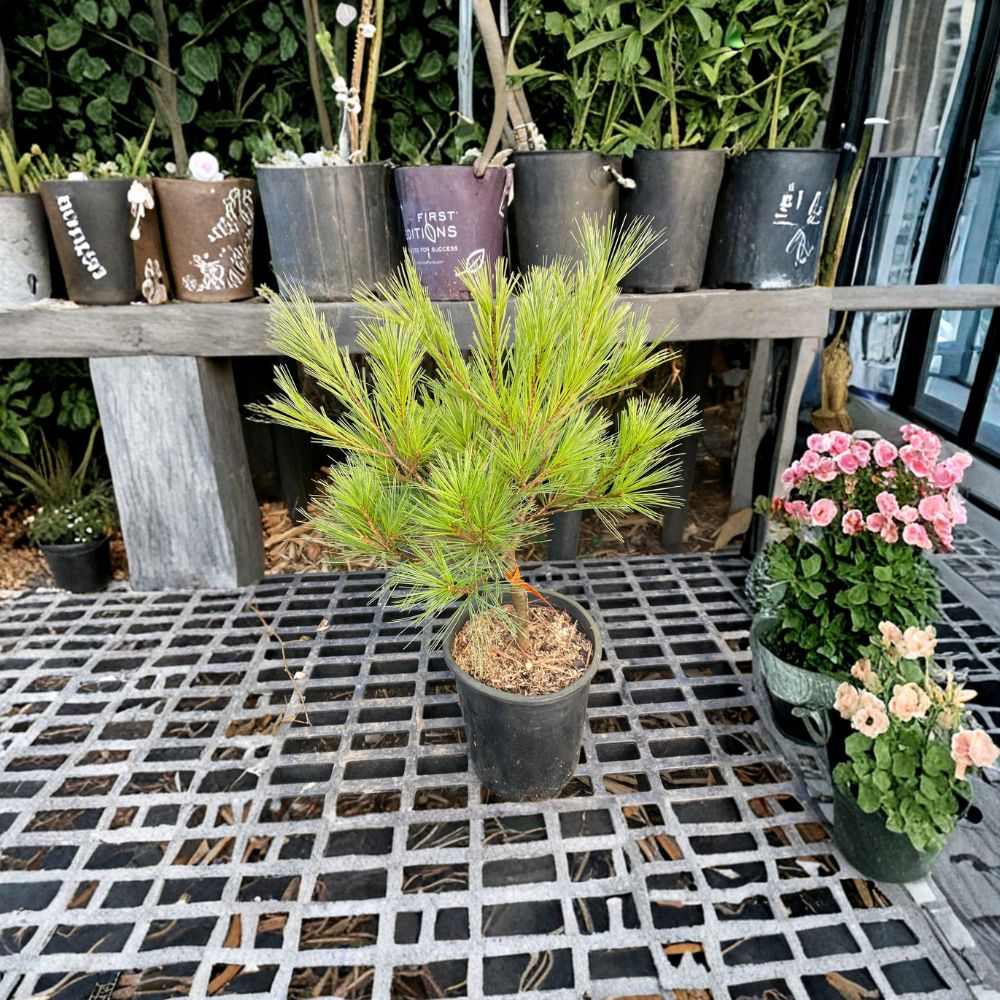 Pinus strobus 'Caboose' – Eastern White Pine Live Plant | 12 Inches Tall | Includes 1 Gallon Pot | Compact Evergreen Conifer | Collector Landscape Specimen