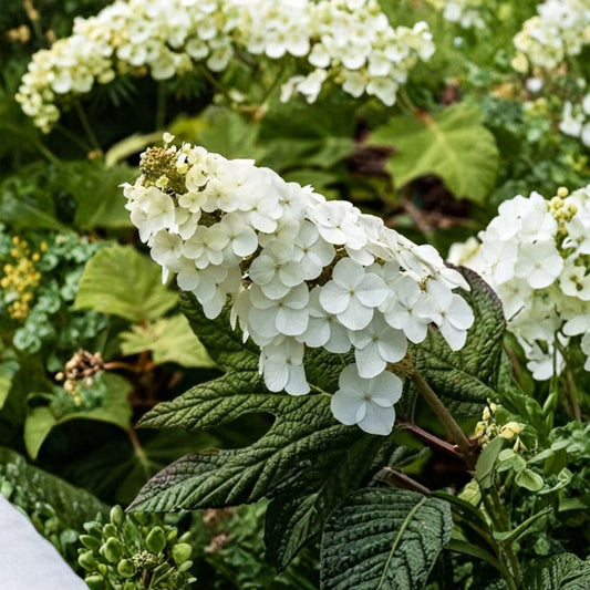 Oakleaf Hydrangea – Hydrangea quercifolia Live Plant | 5–8 Inches Tall | 4-Inch Pot | White Flowering Native Shrub