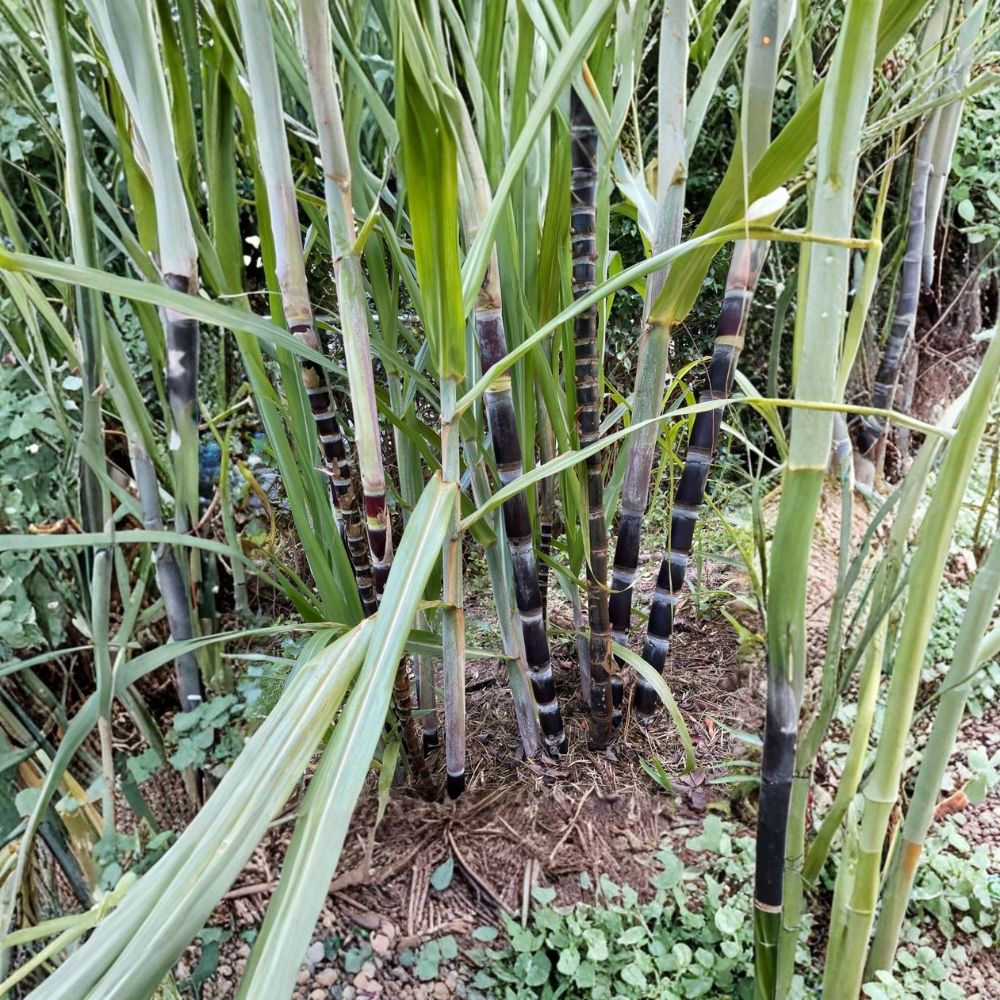 Purple Sugarcane Live Plants – 2 Plants in 6 Inch Pot | Saccharum officinarum | 4–6 Inches Tall | Edible Tropical Grass | Purple Cane | USDA Zones 9–11
