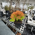 Rheingold Arborvitae – Live Golden Evergreen Shrub | Quart Pot Plant | Thuja occidentalis | Dwarf Golden Conifer