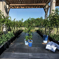 Sun Prince Peach Tree – 4–6 Ft Tall Live Fruit Tree | Sweet Juicy Freestone Peaches | Self-Pollinating Peach Tree | Backyard Orchard Favorite | Includes Rooted Live Plant