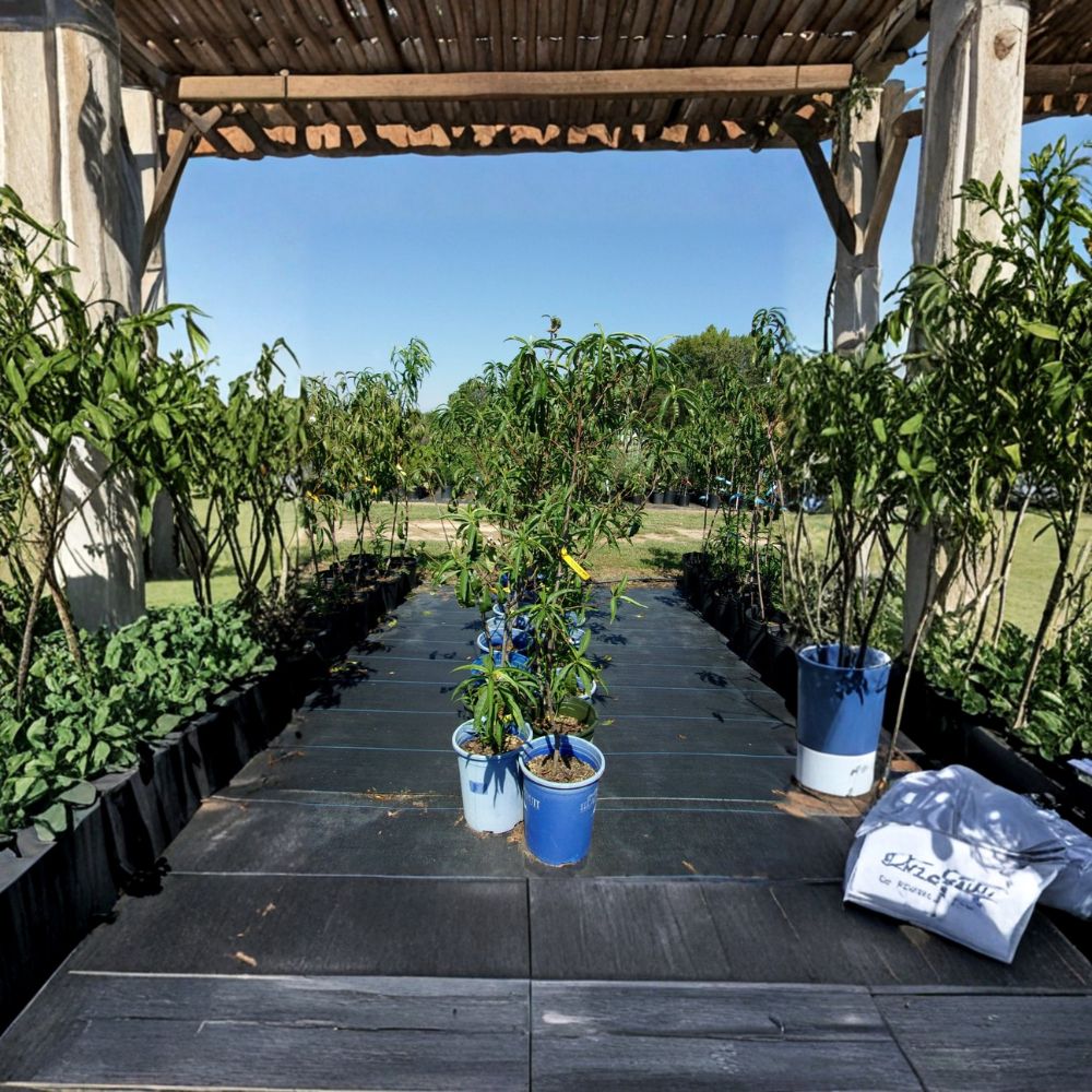 Sun Prince Peach Tree – 4–6 Ft Tall Live Fruit Tree | Sweet Juicy Freestone Peaches | Self-Pollinating Peach Tree | Backyard Orchard Favorite | Includes Rooted Live Plant