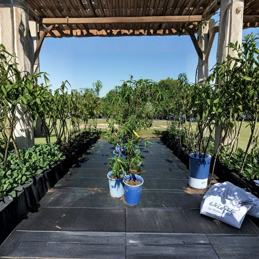 Sun Prince Peach Tree – 4–6 Ft Tall Live Fruit Tree | Sweet Juicy Freestone Peaches | Self-Pollinating Peach Tree | Backyard Orchard Favorite | Includes Rooted Live Plant