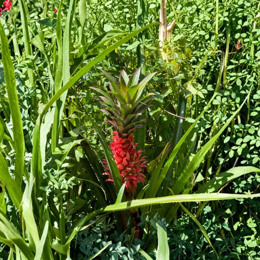 Florida Special Pineapple Live Plants – 2 Pack | 4–6 Inches Tall | No Pot | Ananas comosus | Tropical Fruit Plant | Edible Garden Starter | Container Friendly