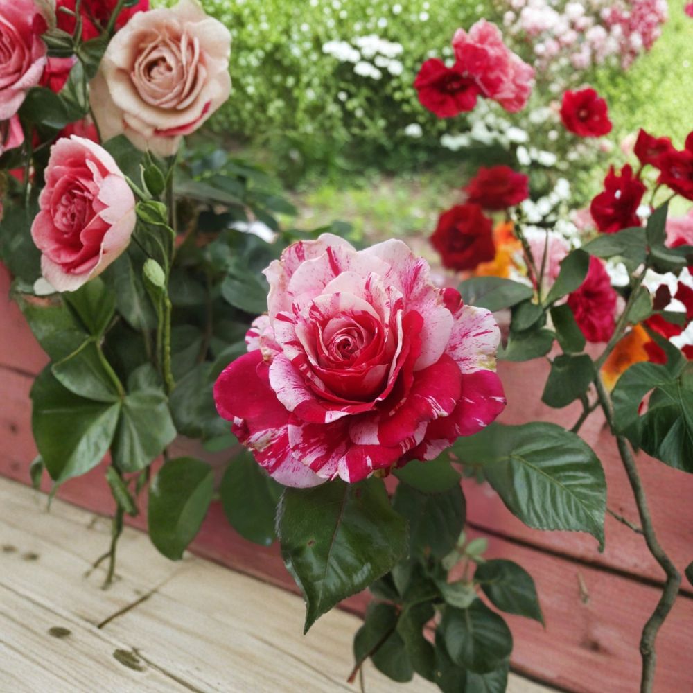 SCENTIMENTAL Floribunda Rose – Live Rose Bush Plant | 1 Gallon Size | Large Double Red & White Blooms | Fragrant Floribunda Rose | Full Sun Garden Favorite