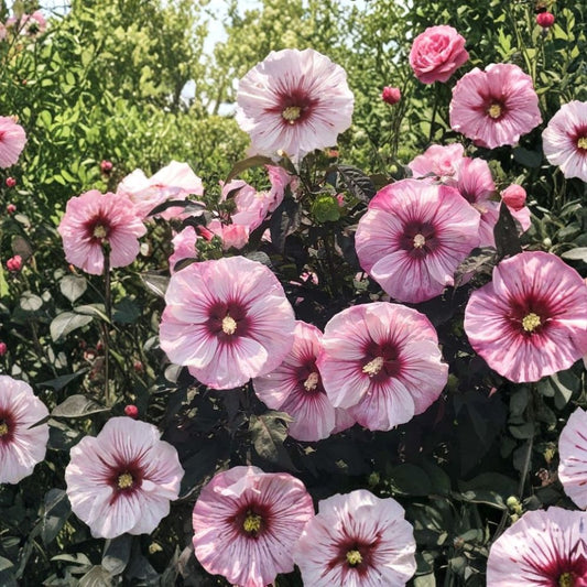Bush Hibiscus ‘Cherry Choco Latte’ Live Plant – Hardy Perennial Hibiscus | 2.5” Potted Plant | Huge Pink & White Dinner Plate Flowers | Zones 4–8