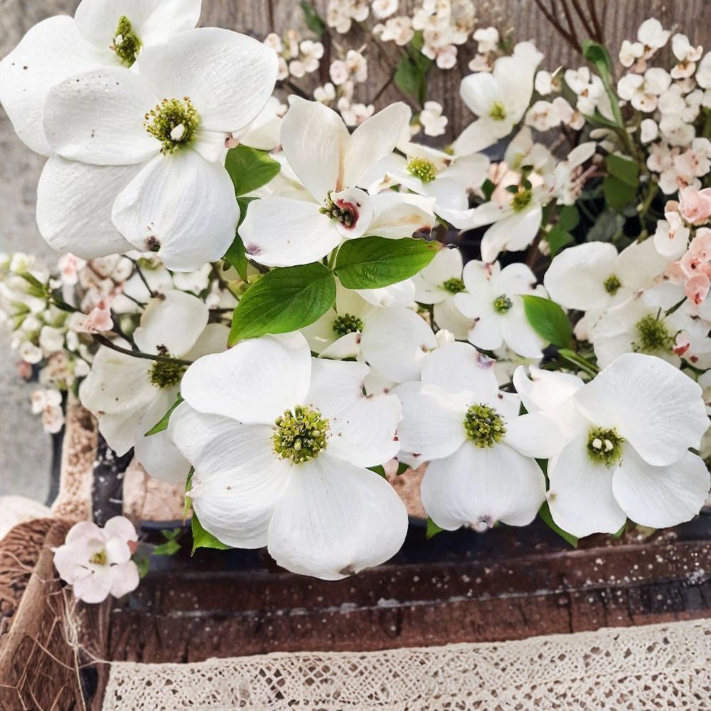 Cornus florida 'Cherokee Princess' – Dogwood Tree Live Plant | Includes 1 Gallon Pot | White Flowering Dogwood | Ornamental Landscape Tree | Spring Blooming Favorite