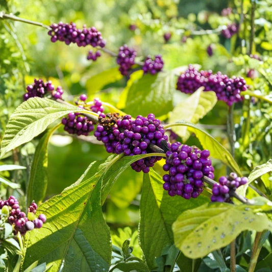 Purple Beautyberry Plant – Live Shrub | 4–8 Inches Tall | Vibrant Purple Berries | Yellow Fall Foliage | Low Maintenance Garden Plant | Zones 6–10