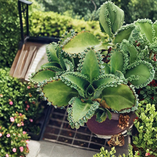 Mother of Thousands Live Plant – 2" Pot | Kalanchoe daigremontiana | Succulent With Baby Plantlets | Easy Care Houseplant | Indoor Succulent | Plant Gift