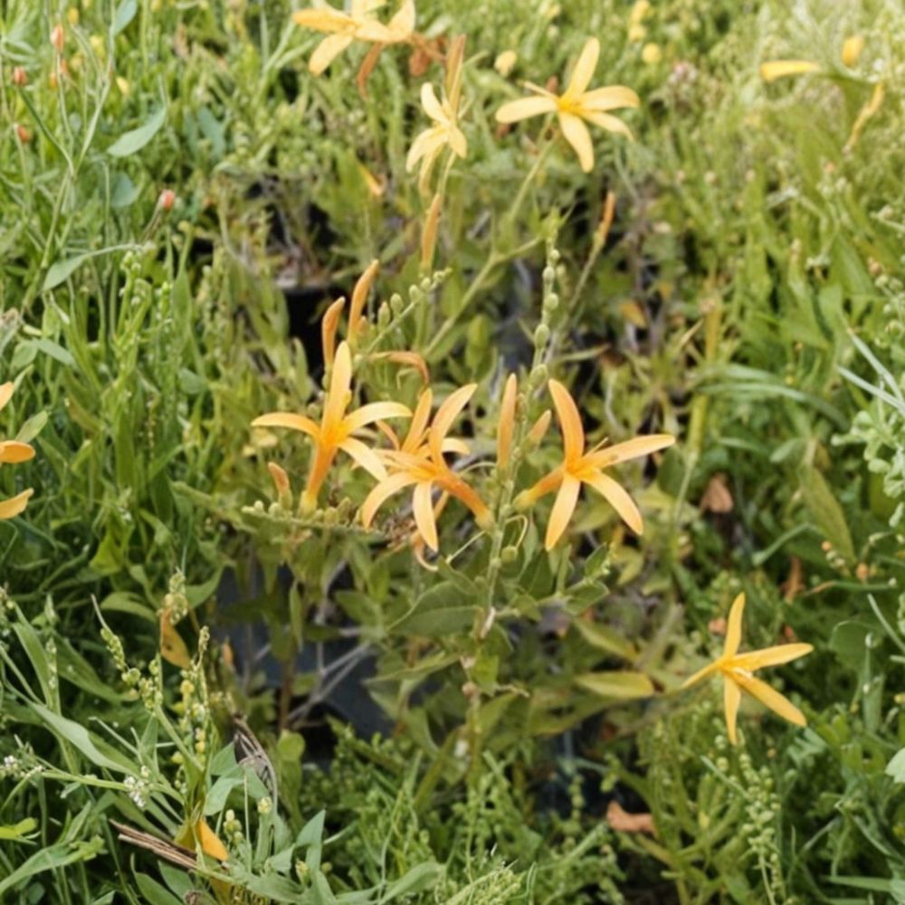 Flame Acanthus ‘Benny’s Gold’ Live Plant – 1 Gallon Fully Rooted | Texas Firecracker Shrub | Gold Flowers | Hummingbird & Butterfly Plant | Zones 7–10