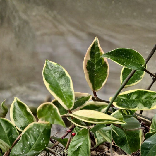 Hoya Tricolor Plant – Live 4 Inch Hoya | Variegated Wax Plant | Indoor Tropical Houseplant | Easy Care Hanging Vine | Collector Houseplant